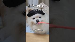 흑백요리사 이번엔 고구마구만유🍠 funny 흑백요리사 pomeranian doglover [upl. by Misty399]