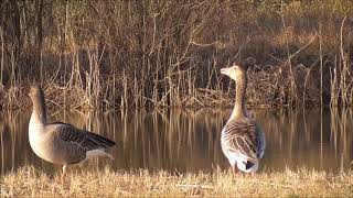 Greylag Goose calling [upl. by Drofdarb]