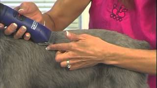 How to Groom Miniature Schnauzer Jodi Murphy Instructional Video Series [upl. by Aigroeg]