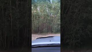 Driving through a stunning Colorado Aspen GroveColorado [upl. by Allana]