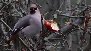 Waxwings Around Hassop Station On The Monsal Trail 20 01 2024 [upl. by Ardaed410]