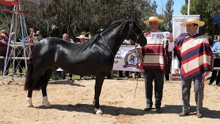 Nota feria ganadera Expogama 2022 [upl. by Levania]