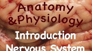 Nervous System  Introduction to the Nervous System 1001 [upl. by Amhser]