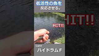 オリジナルカラーのルアーで低活性の魚を釣れ！ shorts エリアトラウト 管理釣り場 trout fishing [upl. by Dewar493]