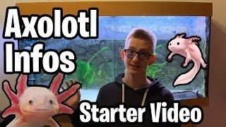 Starter Video Infos zur Axolotl Haltung  Aquarium  Ambystoma Mexicanum deutsch [upl. by Anuayek]