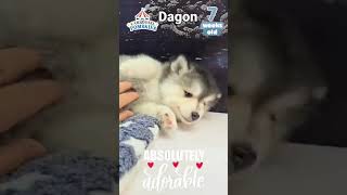 Dagon the pomsky is 7 weeks old and almost ready [upl. by Snahc]