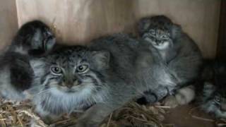 WHF Pallas Cat Kittens 2010  still playing at 7 weeks old [upl. by Othe176]