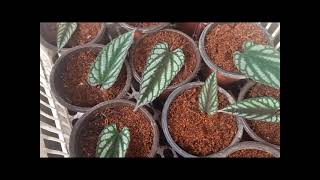 How to Propagate Cissus Discolor [upl. by Amar615]