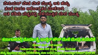 ಬೆಲಿ ಮೆಂತ್ಯ ಅತಿ ಹೆಚ್ಚು ಪ್ರೋಟೀನ್ ಹಾಗೂ 150ಕೆಜಿ ಬರುವ ಬೀಟಲ್ ತಳಿಕರ್ನಾಟಕದಲ್ಲಿ ಮೊದಲ ಡ್ರೈ ಫಾಡ್ಡೆರ್ ಹೌಸ್ [upl. by Afirahs]