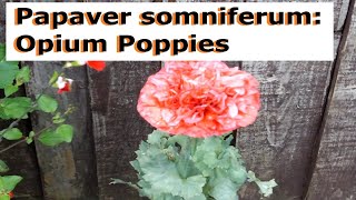 Papaver somniferum Opium Poppies  UK Guide [upl. by Ahsiekel566]