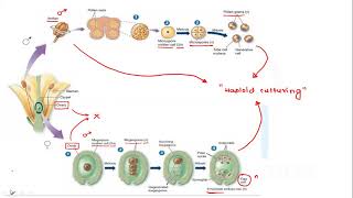 HAPLOID CULTURE [upl. by Eetnahs10]