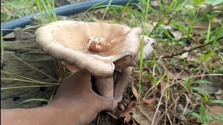 This is the biggest mushroom Ive ever seen in jungle [upl. by Marasco]