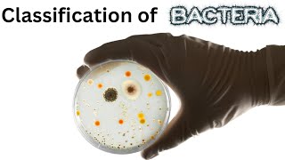 Classification of Bacteria  A Visual Guide to GramPositive and GramNegative Bacteria [upl. by Aserat]