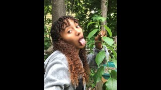 Bronx New York Food Forest Update 2 Zone 7B [upl. by Gusta]