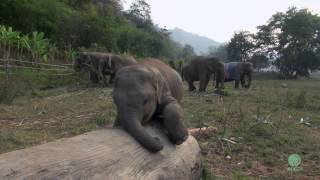 Clumsy Baby Elephant  ElephantNews [upl. by Deirdre]