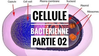 La cellule procaryote partie 02 [upl. by Ivan62]