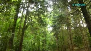 ASMR CHANT DOISEAUX FORET  BIRDS SONGS relaxation pause détente repos zen ambiance animaux nature [upl. by Esyli]