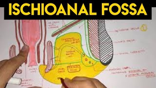 Perineum  2  Ischioanal Fossa [upl. by Hebel]