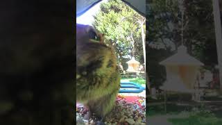 It’s the Mr Nibbles channel birdbuddy [upl. by Clayborn]