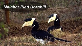 Indian Hornbill  Malabar Pied  Birds in India [upl. by Petromilli380]