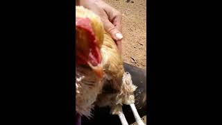 Buffy the hen with Mareks Disease or vitamin deficiency doing her physical therapy [upl. by Obeng513]