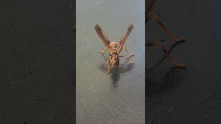 Wow Its not a waspand not a Praying Mantis like I thought Wasp mantidfly Hit the Like on this [upl. by Nylirak]