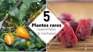 1 Forêt comestible  5 plantes rares et rustiques en climat tempéré [upl. by Akiret]