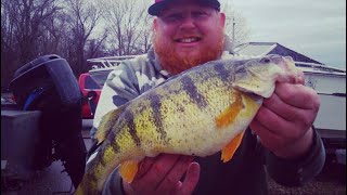 Giant Lake Erie Perch2 Man Limit [upl. by Essilec]