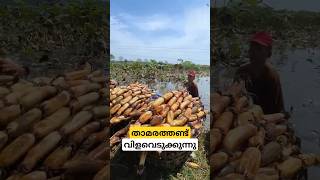 ടൺക്കണക്കിന് കഴിക്കുന്ന താമരതണ്ട് lotus rhizomes cultivation malayalam shorts [upl. by Llehcar]