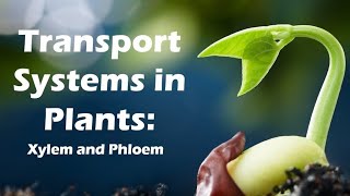 Transportation in plants and animals  Class 7  Class 8th  Class 10th [upl. by Sirah]