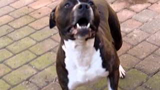 amstaff barking [upl. by Spohr]