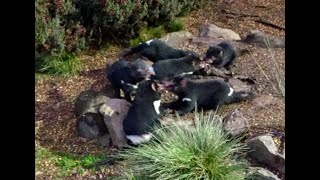 Tasmanian Devils Feeding Frenzy [upl. by Ruthie]