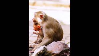 monkeymonkey man trailermonkey quizmonkey app rizzmonkey asmr [upl. by Vachill]