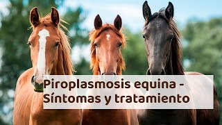 PIROPLASMOSIS EQUINA  Síntomas dignóstico y tratamiento [upl. by Ynnavoig430]