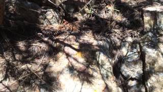 Arizona mountain kingsnake  lampropeltis pyromelana [upl. by Arundel498]