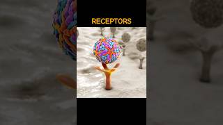 RECEPTORS receptors  WHAT ARE RECEPTORS shortsviraltrending [upl. by Innus]