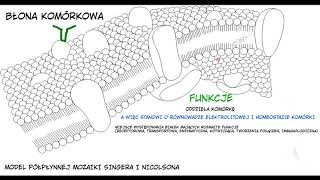 CYTOLOGIA  BŁONA KOMÓRKOWA [upl. by Nonnerb]