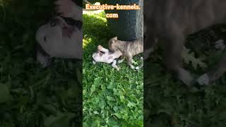 Sat Sep 14 2024 ytshorts ytshort puppies breeder [upl. by Ethelin]