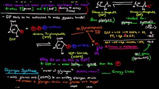 Glycogen Part 2 of 4  Glycogen Synthesis [upl. by Ynnij]