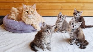 Big Maine Coon Meets Little Kittens [upl. by Lladnew43]