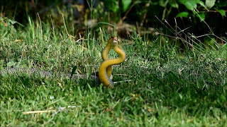 YILAN ÇİFTLEŞMESİ  SNAKE COPULATION [upl. by Yrekcaz]