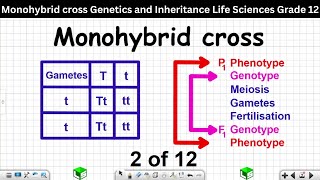 Monohybrid cross Genetics and Inheritance Grade 12 Life Sciences 2 of 12 [upl. by Nnaaras83]