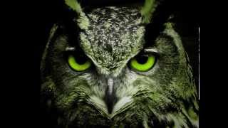 Sonido del búho real  Sound of the owl [upl. by Nomannic]