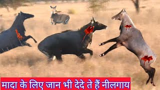 Yaha do Male Nilgai Leader Banane ke liye Taiyar [upl. by Whiting]