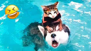 Try Not To Laugh Dogs And Cats 😁  Best Funniest Animals Video 2023 [upl. by Aitnyc]