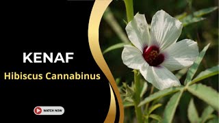 Kenaf Hibiscus  Hibiscus Cannabinus  Hibiscus Plants and Varieties [upl. by Asilegna]