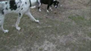 Great Dane Pitbull and Rottweiler playdate [upl. by Lynch]