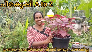 ചീരകൃഷി A to Z  SPINACH  EP NO 91 [upl. by Benildis]