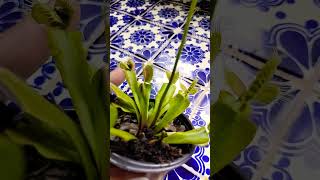 Dionaea muscipula atrapa moscas😁 [upl. by Maon]