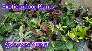 Philodendron Alocasia Caladium Calathea বেশ সস্তায় পাবেন এই বৃষ্টিতে Galiff Street Plant Market Kol [upl. by Idnahr647]